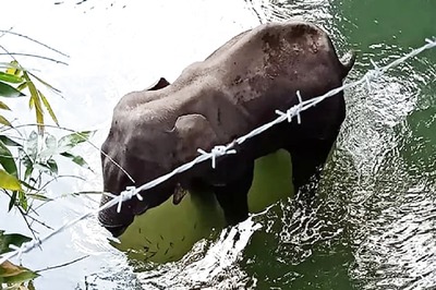 BJP Giving 'Communal Colour' to Killing of Elephant in Kerala, Says Congress