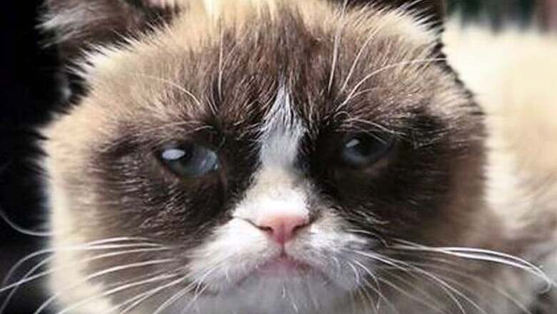 Watch out world, Grumpy Cat has hit 'terrible twos'