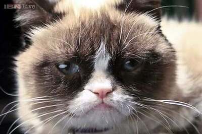 Watch out world, Grumpy Cat has hit 'terrible twos'