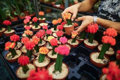 Invest In Miniature Plants, Use Teacups For Indoor Gardens