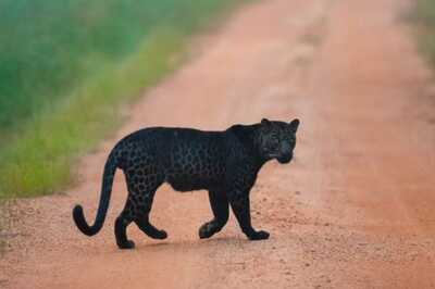 ‘The Black Diamond’: Photographer Captures Ultra-Rare Black Leopard