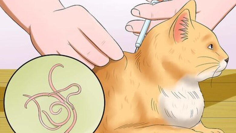 How to Help a Cat Not Throw Up
