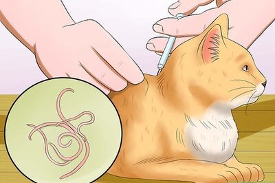 How to Help a Cat Not Throw Up