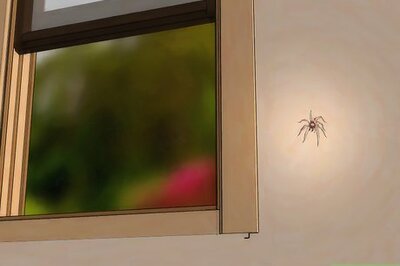 How to Get Spiders Out of Your House Without Killing Them