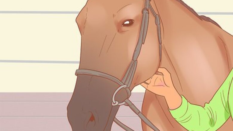 How to Check Whether Your Horse or Donkey Needs to See a Dentist