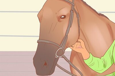 How to Check Whether Your Horse or Donkey Needs to See a Dentist