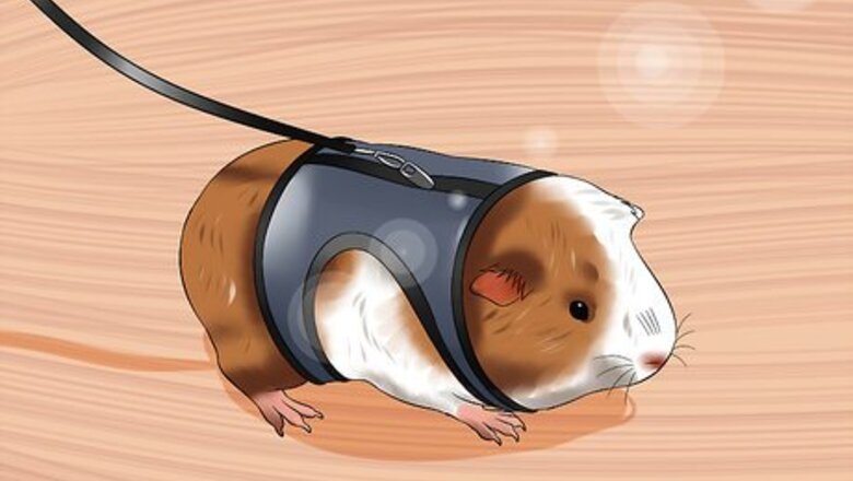 How to Walk a Guinea Pig on a Leash