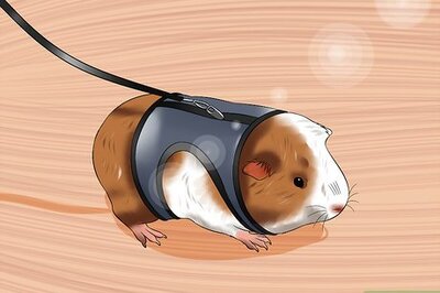 How to Walk a Guinea Pig on a Leash