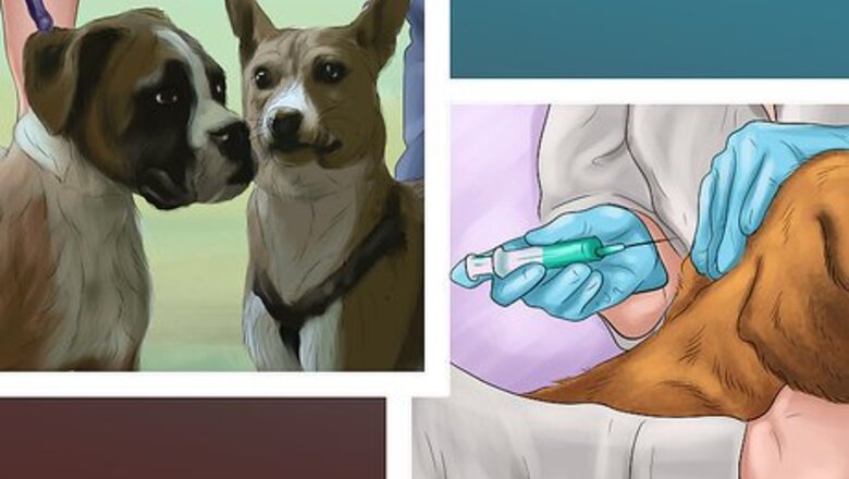 How to Make Your Dog Get Along With Other Dogs
