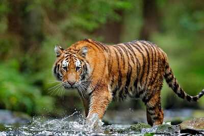 International Tiger Day 2021: History, Theme, and Significance