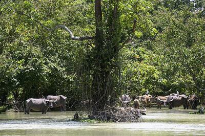 India's Wildlife and Biodiversity Equally Imperative as Its Developmental Needs, Says PM