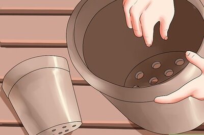 How to Grow Succulents in Pots