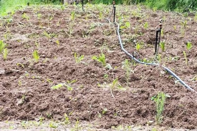 Uttarakhand Environmentalist’s Efforts Turn a Barren Land Into a Dandelion Field