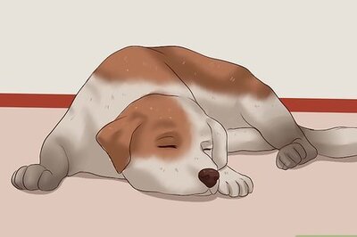 How to Trim a Dog's Nails
