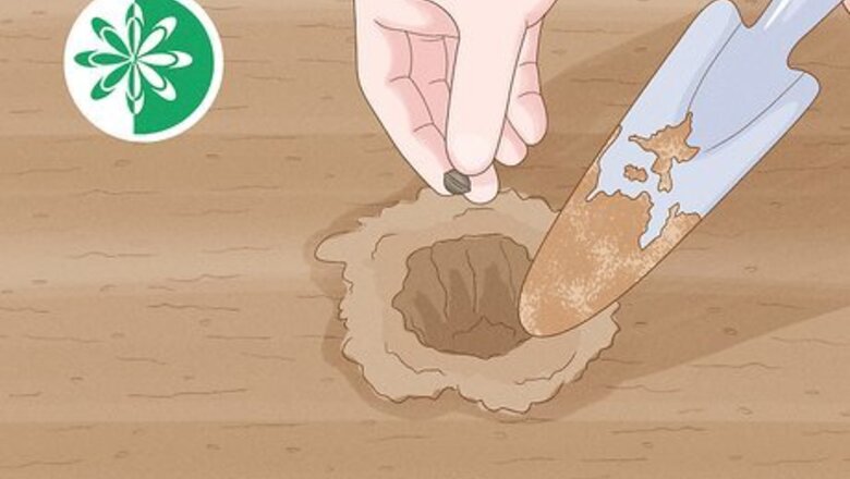 How to Plant Carnations