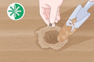 How to Plant Carnations