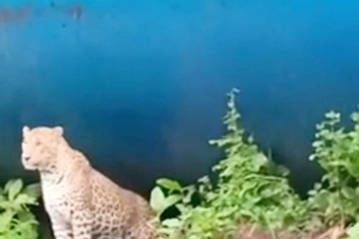 WATCH: Leopard Roams Freely Inside IIT Bombay Campus in Chilling Video