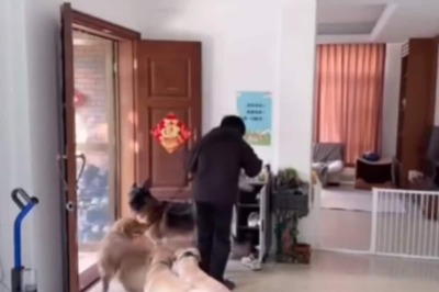 This Video Of Man Taking His Dogs For A Walk Will Make You ROFL