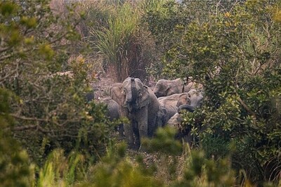 Herd of Over 20 Elephants Damage Several Houses in West Bengal's Bankura