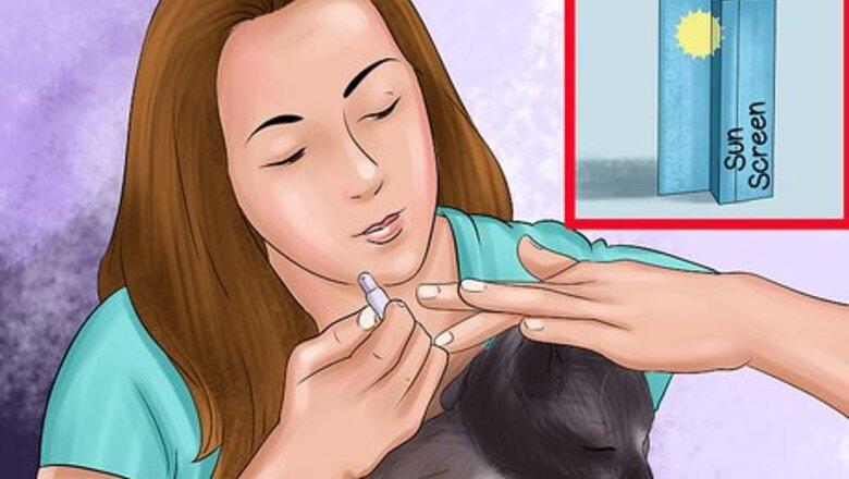 How to Protect an Outdoor Cat from Excess Sunlight