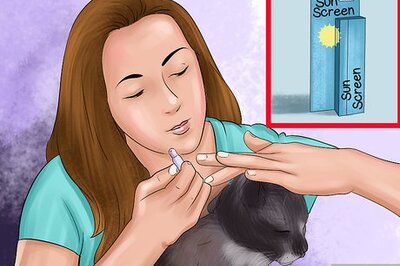 How to Protect an Outdoor Cat from Excess Sunlight