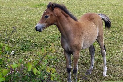 How to Write a Fictional Story About Horses