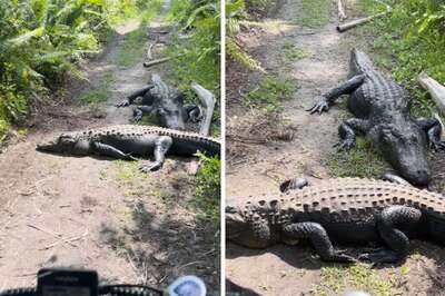 Watch: Wildlife Photographer's Hilarious Reaction To Alligators Blocking His Cycling Route