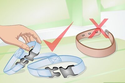 How to Make Your Rabbit a Leash