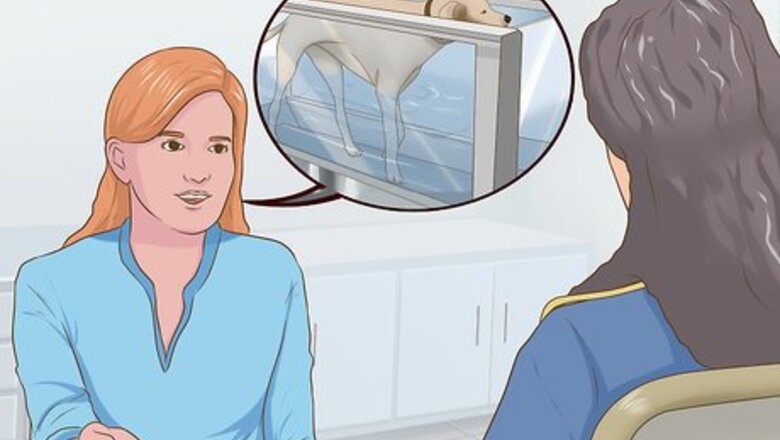 How to Exercise a Senior Dog on a Water Treadmill