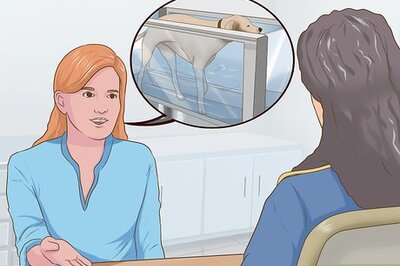 How to Exercise a Senior Dog on a Water Treadmill
