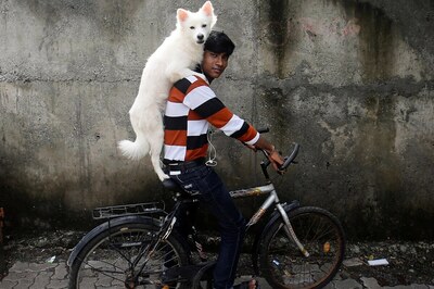 Pet Dogs, Cats Incapable of 'Love'? Twitter User Gets Cooked Over 'Unpopular Opinion'