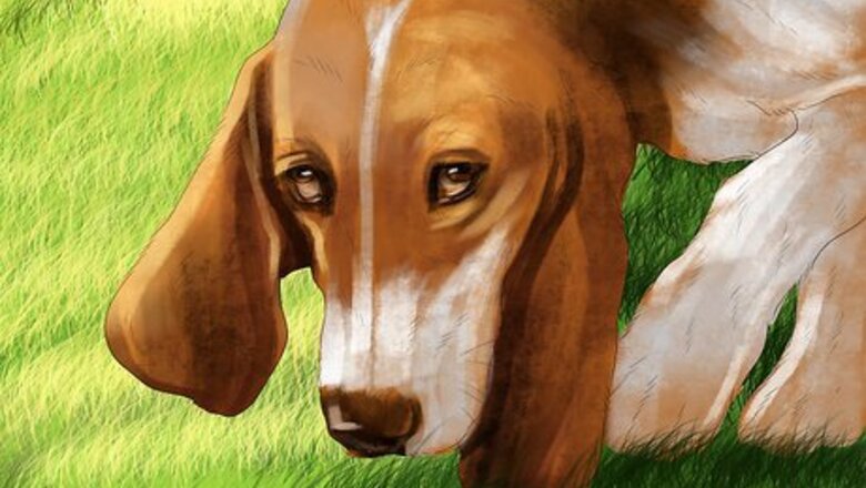 How to Identify a Basset Hound