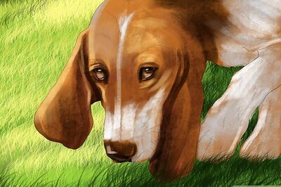 How to Identify a Basset Hound