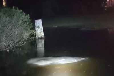 Investigation Into Who Etched 'Trump' on Manatee's Back