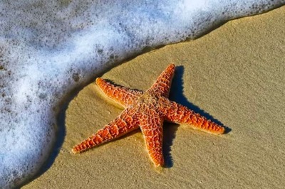 This Beautiful Sea Creature Digests Its Food Outside The Body