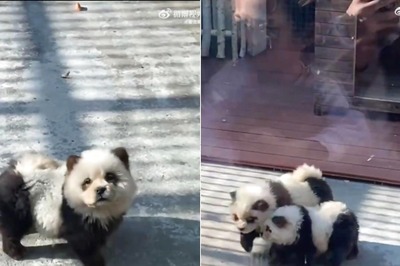 Chinese Zoo Faces Backlash Over Painting Dogs Black and White to Mimic Panda