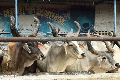 Nearly 20 Cows Dead After 50 Thrown Into River In Madhya Pradesh; Four Booked