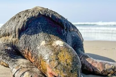 This Turtle, Found Dead On Seashore In US, Had Sea Creatures Living On Its Shell