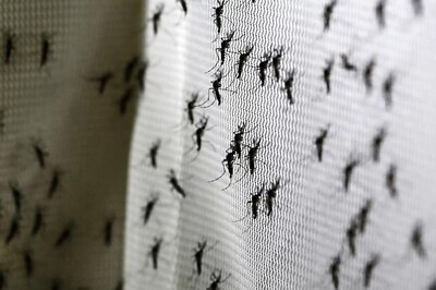 Jamshedpur Witnesses Over 100 Fresh Cases of Dengue Fever