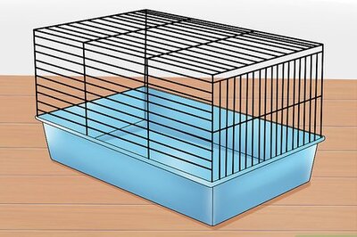 How to Tame a Hamster