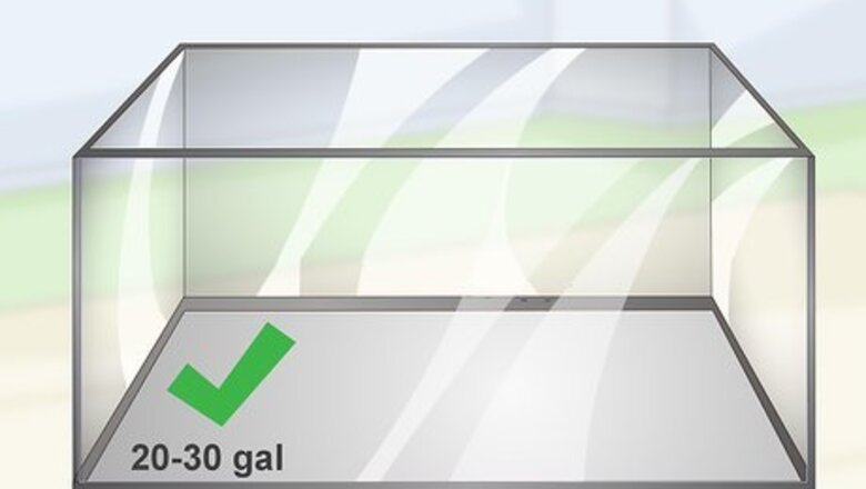 How to Care for Mbuna Cichlids