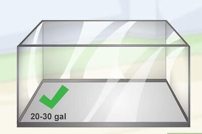 How to Care for Mbuna Cichlids