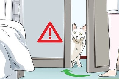 How to Keep a Cat if You Are Allergic to Cats