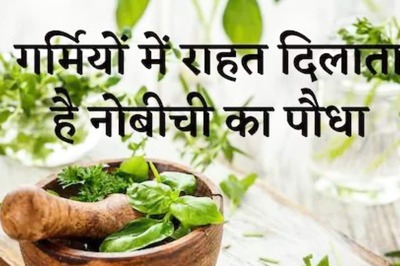 From Skin to Hair Issues, Nobachi Plant Brings Relief From All Issues