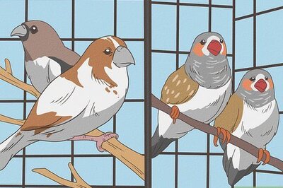 How to Keep Finches with Other Bird Species