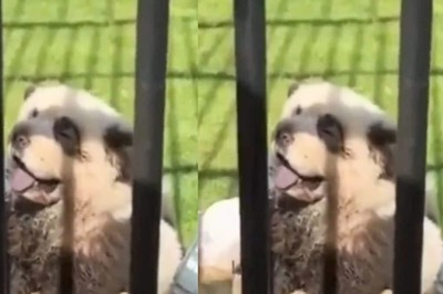 Chinese Zoo Faces Backlash Over Painting Chow Chows Dogs As Panda