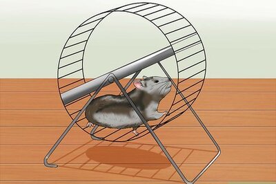 How to Exercise a Hamster