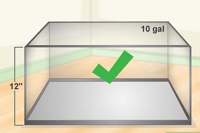 How to Take Care of an Aquatic Frog