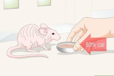 How to Care for a Hairless Rat
