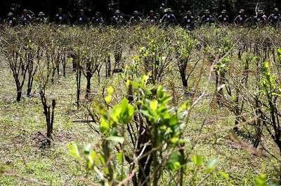 This Plant Can Clean Indoor Air